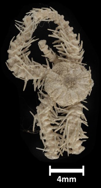 Media type: image;   Invertebrate Zoology OPH-2036 Description: Top down view of single ophiuroid specimen with a scale bar.;  Aspect: dorsal